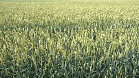 Wheat field waving at wind Stock Footage 77451857