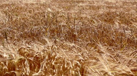 Wheat field waving on wind at hot summer day Stock Footage 35974867