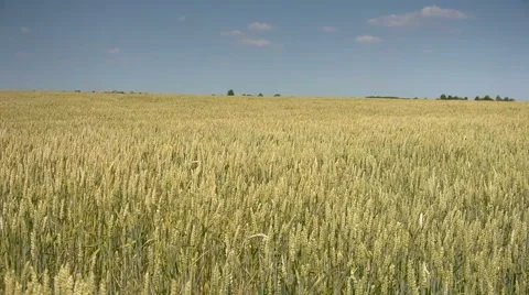 Wheat field waving in the wind-slow motion Stock Footage 41708349