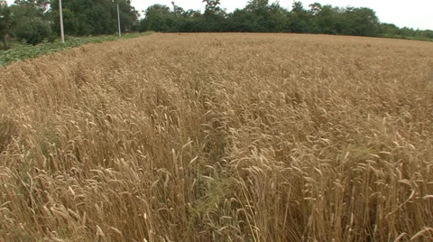 Wheat field with weed, pan right Stock-Footage 39659715
