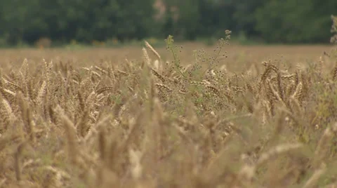 Wheat field with weeds Vídeo Stock 39660040