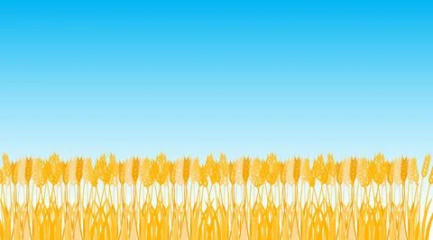 Wheat field, wheat against the blue sky. Vector illustration. イラスト素材