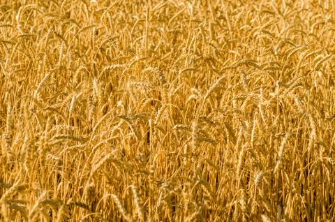 Wheat field, wheat background Foto stock