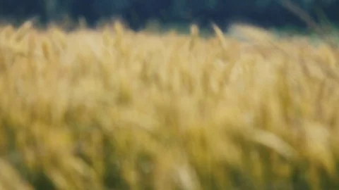 Wheat in the field. Wheat bran Stock Footage 78437630