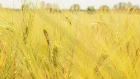 Wheat field. Wheat ears close-up swaying in the wind. Stock Footage 191577000