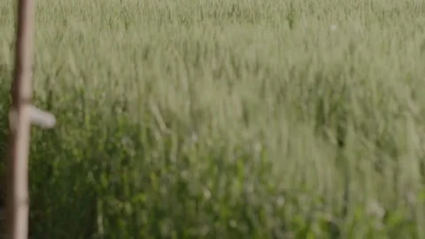 Wheat field with wheat strands swaying in the wind during the day Stock Footage 281284525