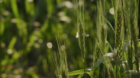Wheat field with wheat strands swaying in the wind Stock Footage 281285475