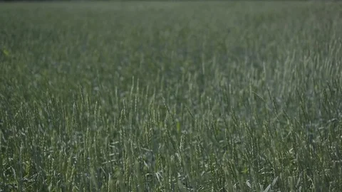 Wheat field. the wheat is swaying with the wind Stock Footage 83106800