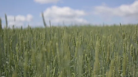 Wheat field. the wheat is swaying with the wind Stock Footage 83106803