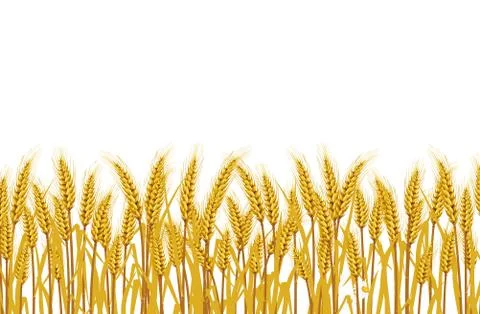 Wheat in the field on a white background. illustrations Vector Stock Illustration