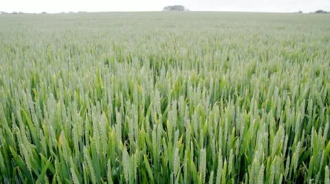 Wheat field wide angle Stock Footage 11162428