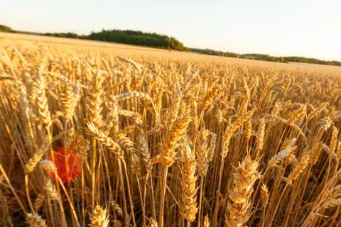 Wheat field on wide angle Stock Photos
