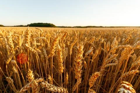 Wheat field on wide angle Stock Photos