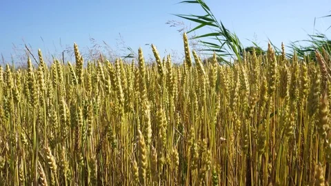 Wheat field wide shot Stock Footage 111942032