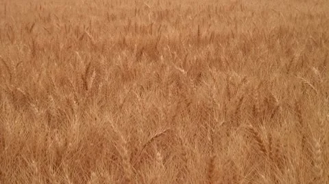 Wheat Field - wide shot - slight breeze Stock Footage 10723012