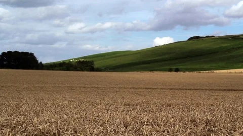 Wheat field in Wiltshire. Video stock 81481645