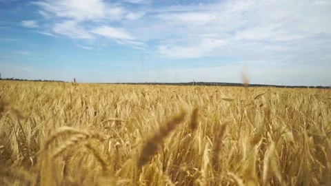 Wheat field wind bend the ears  Video stock 195296725