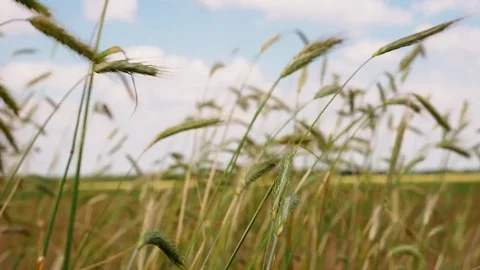 Wheat field in the wind - close up Stock Footage 84893275