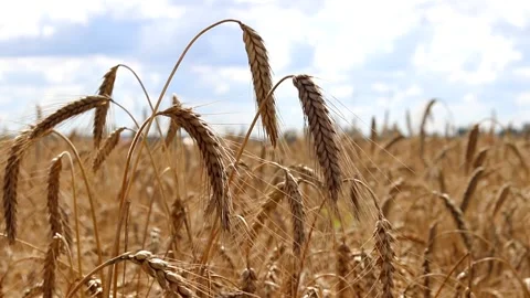 Wheat field in the wind . The ears of wheat lowered their heads. The wheat Stock Footage 150063129