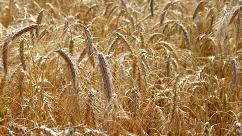 Wheat field in the wind . The ears of wheat lowered their heads. The wheat Stock Footage 150063164