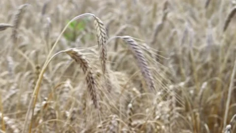 Wheat field in the wind . The ears of wheat lowered their heads. The wheat Stock Footage 165238358