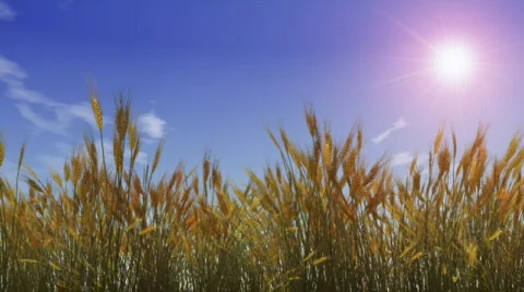 Wheat field on wind Stock Footage 420231