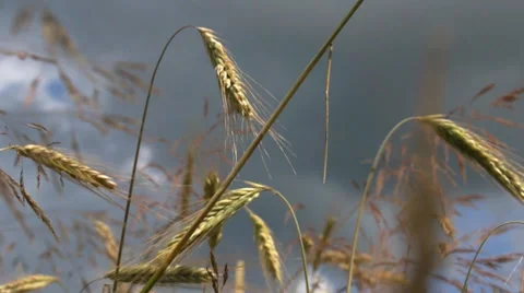 Wheat field at the wind Stock Footage 34949773