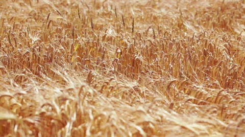 Wheat field on wind Stock Footage 35945726
