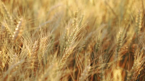 Wheat field on wind Stock Footage 35991395
