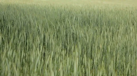 Wheat field with wind Stock Footage 37556729