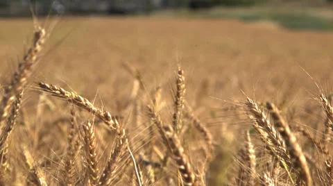 Wheat field in the wind Video stock 37662178