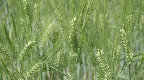 Wheat field with wind 動画素材 39076884