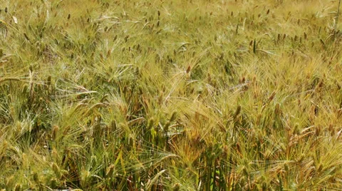 Wheat field on wind Stock Footage 39358020
