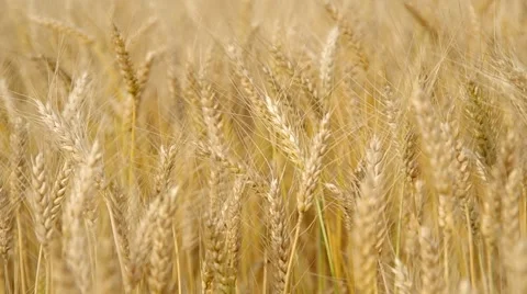 Wheat field in the wind Stock Footage 40236390