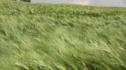 Wheat field in the wind Stock Footage 54026819