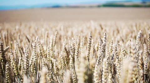 Wheat field in the wind Stock Footage 65183892