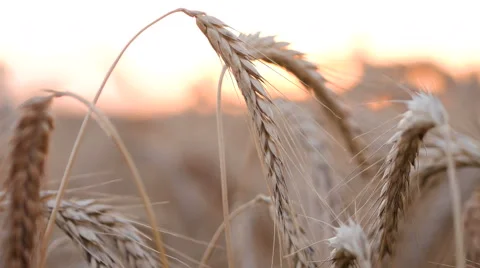 Wheat In Field on wind Stock Footage 65263350
