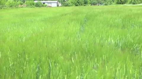 Wheat field. Wind Stock Footage 76692012