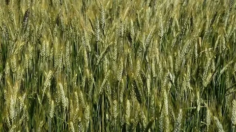 Wheat field in the wind Stock Footage 78518405