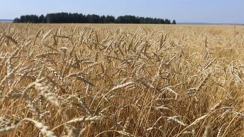 Wheat in a field in the wind Stock Footage 82783411