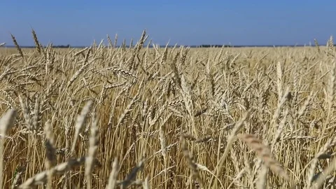 Wheat in a field in the wind Stock Footage 82783465