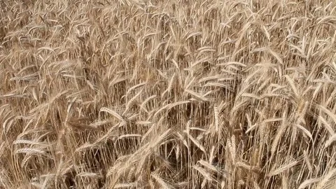 Wheat field in the wind. Stock Footage 84297270