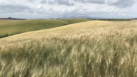 Wheat field with wind 库存影片 132317139