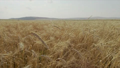 Wheat field in wind Stock Footage 138278593