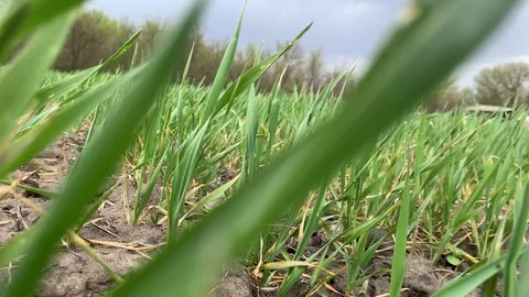 Wheat field wind macro on agriculture background. Natural background. Sky blue Stock Footage 129896205