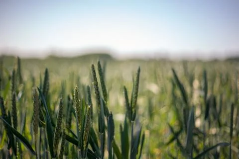 Wheat Field in the Wind Stock Photos