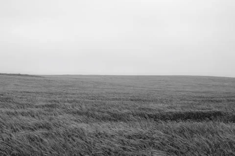 Wheat field in the wind Stock Photos