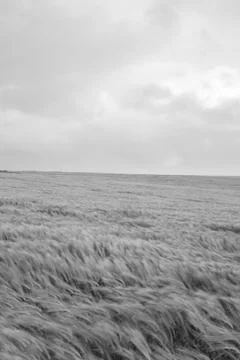 Wheat field in the wind Stock Photos
