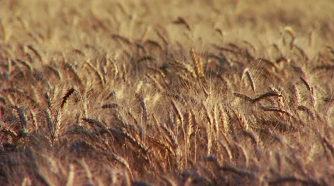 Wheat field wind rustles. Stock Footage 65004221