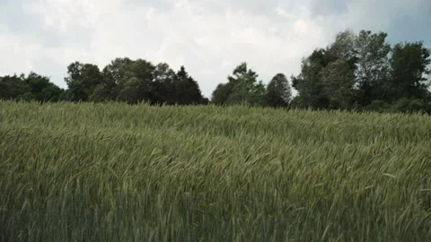 Wheat field wind spring summer agriculture country 库存影片 156001763